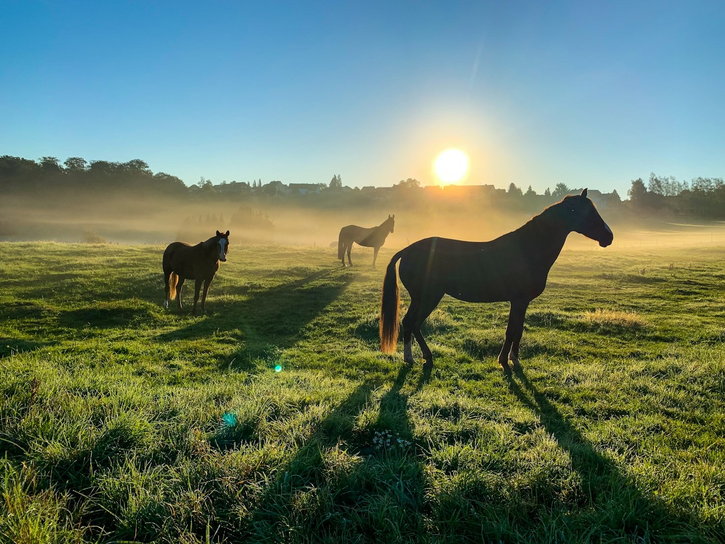The Essentials of Dressage for Beginners