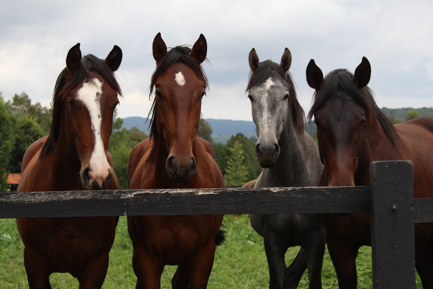 How to Care for Horses Sustainably