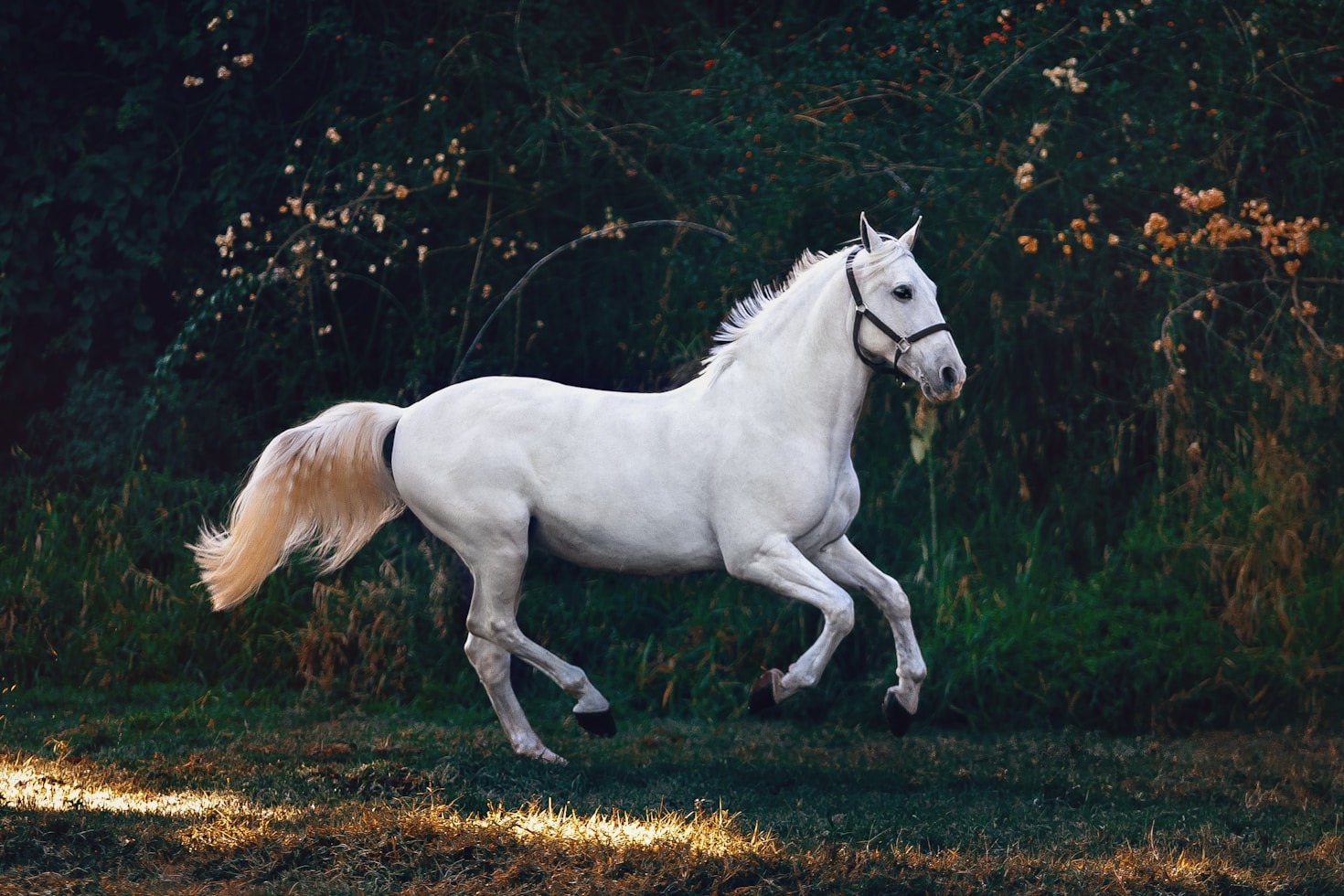 Exploring the Heritage of Equestrian Arts