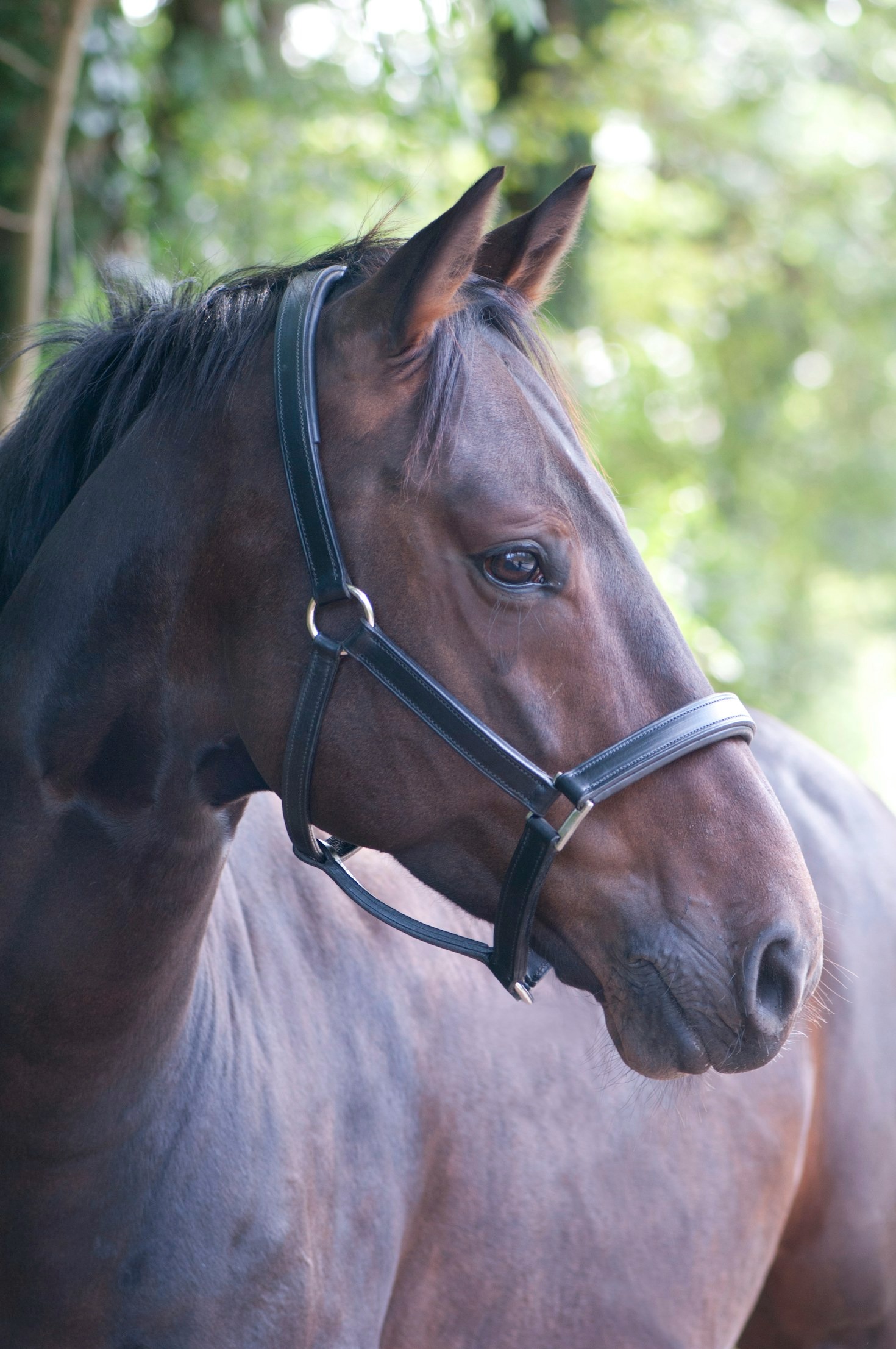 Why Sustainability Matters in Horse Care