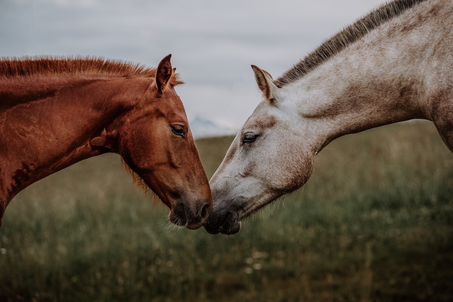The Future of Equestrian Sports and the Environment